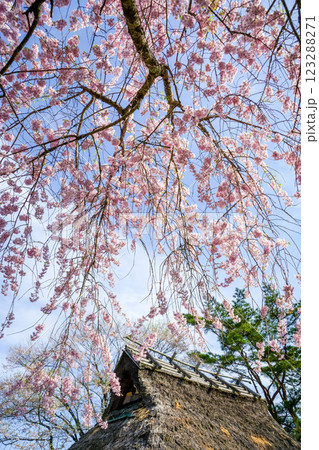 満開の桜と茅葺き屋根　岡山県真庭市「普門寺」 123288271