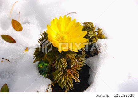 雪にもめげず陽を集める福寿草 雪にもめげず陽を集める福寿草 123288629