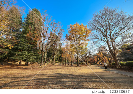 Autumn Park Relaxing Among Colorful Trees and Fallen, Inokashira Park Dec 4 2024 123288687
