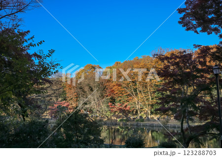 Tranquil Lake Scene with Autumn Trees, Inokashira Park Dec 4 2024 123288703