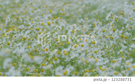 White Flowers Field Meadows. Delicate Field Are Swaying In Wind. Or Chamomiles Swaying In Wind. Summer Chamomile Field. Steadicam Shot. 123288731