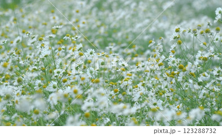 White Field On A Background Of Green Grass Swing In Wind. Wild Chamomile Flowers On A Sunny Day. White Flowers Field Meadow. Close Up. 123288732