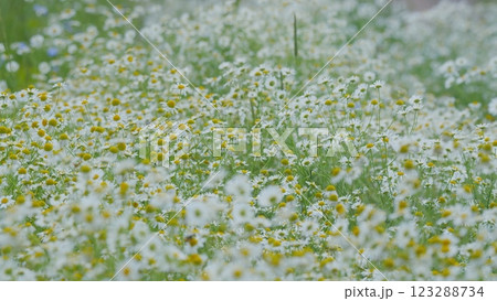 White Lush In Dense Green Grass. Field Of White Chamomile. Spring Nature Flowers. Romantic Summer Rural Landscape. Close Up. 123288734