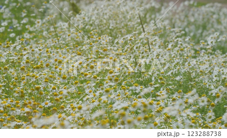 White Field Or Chamomilla. Chamomile Flowers Field With Green Grass. In Meadow. Flowers In Field. Flowers Blooming In Field. Close Up. White Field Or Chamomilla. Chamomile Flowers Field With Green Grass. In Meadow. Flowers In Field. Flowers Blooming In Field. Close Up. 123288738