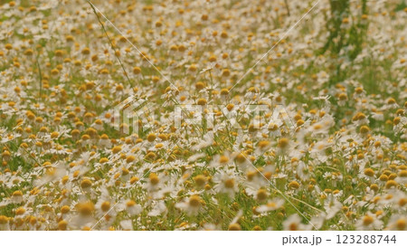 Europe Nature And Biology In Summer Evening. Environmental Conservation. Beautiful Summer Day Over Field. Beautiful Natural Landscape. Gimbal shot. Europe Nature And Biology In Summer Evening. Environmental Conservation. Beautiful Summer Day Over Field. Beautiful Natural Landscape. Gimbal shot. 123288744