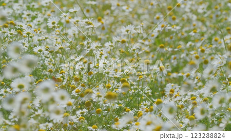 White In A Green Field. Chamomile Flowers In Pasture. Beautiful Common Chamomile. Concept Of Biology And Fauna Or Environment. Gimbal Stabilize. White In A Green Field. Chamomile Flowers In Pasture. Beautiful Common Chamomile. Concept Of Biology And Fauna Or Environment. Gimbal Stabilize. 123288824