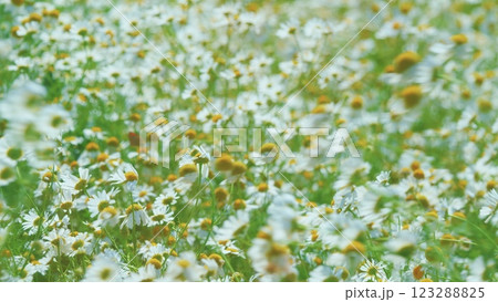 Field Of White Chamomile In Wind Swaying. Chamomile Meadow In Summer. Summer Season Nature. Delicate Field Sway In Wind. Gimbal Stabilize. 123288825