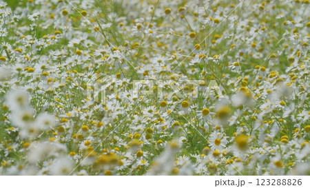 Blooming Chamomile In Green Field In Spring Meadow. Panorama Chamomile Field. White And Yellow Spring Flowers. Amazing Natural View. Gimbal Stabilize. Blooming Chamomile In Green Field In Spring Meadow. Panorama Chamomile Field. White And Yellow Spring Flowers. Amazing Natural View. Gimbal Stabilize. 123288826