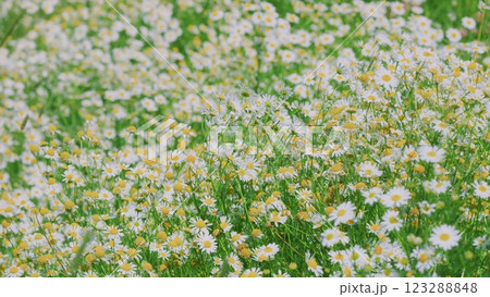 White Flowers In A Field Of Green Grass Sway In Wind. White Blooming Chamomile Flowers Summer Field Meadow. Nature Tranquility. Wide shot. White Flowers In A Field Of Green Grass Sway In Wind. White Blooming Chamomile Flowers Summer Field Meadow. Nature Tranquility. Wide shot. 123288848