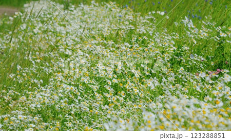 Spring White Flower Field Meadow. Surface Of Green Grass With Chamomile. Lot Of White Yellow Chamomile. Field Of White In Wind Swaying. Spring Vibes. Wide shot. Spring White Flower Field Meadow. Surface Of Green Grass With Chamomile. Lot Of White Yellow Chamomile. Field Of White In Wind Swaying. Spring Vibes. Wide shot. 123288851
