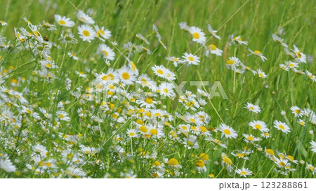 Chamomiles Swaying In Wind. Chamomile Flowers Field Background. Concept Of Fidelity. Summer Season Nature. White Flowers Field Meadow In Sunset Lights. Steadicam Shot. 123288861