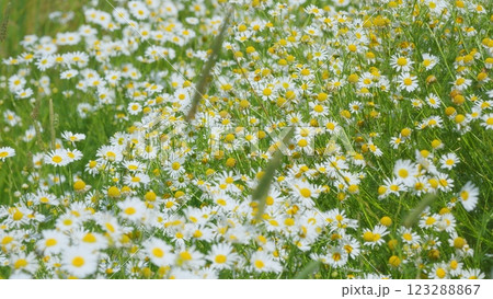 Blooming Chamomile In Green Field In Spring Meadow. Panorama Chamomile Field. White And Yellow Spring Flowers. Amazing Natural View. Close Up. Blooming Chamomile In Green Field In Spring Meadow. Panorama Chamomile Field. White And Yellow Spring Flowers. Amazing Natural View. Close Up. 123288867