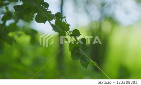 Beautiful Summer Morning In Forest. Moving In Summer Forest. Beautiful Sunny Morning In Green Forest. Green Trees In Forest. Steadicam Shot. 123288883