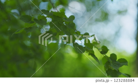 Beautiful Colorful Summer Season. Young Green Foliage In Park. Fresh Green Tree With Beautiful Sunlight. Green Wood. Gimbal shot. Beautiful Colorful Summer Season. Young Green Foliage In Park. Fresh Green Tree With Beautiful Sunlight. Green Wood. Gimbal shot. 123288884