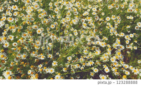 White Field On A Background Of Green Grass Swing In Wind. Wild Chamomile Flowers On A Sunny Day. White Flowers Field Meadow. Gimbal shot. White Field On A Background Of Green Grass Swing In Wind. Wild Chamomile Flowers On A Sunny Day. White Flowers Field Meadow. Gimbal shot. 123288888