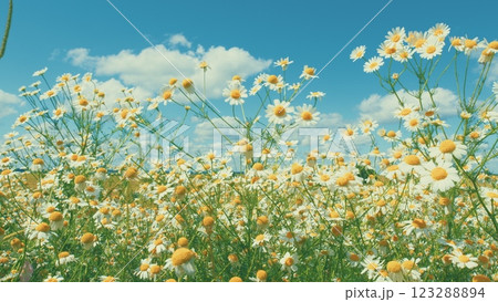 Field Of White Chamomile Waving. White Flowers In A Green Field Sway In Wind. Beautiful Sunrise Over Flower Fields. Gimbal shot. Field Of White Chamomile Waving. White Flowers In A Green Field Sway In Wind. Beautiful Sunrise Over Flower Fields. Gimbal shot. 123288894