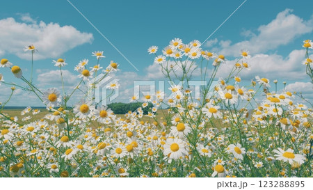 Wild Flowers Growing On Meadow And Sway Gently In Breeze On Lush Summer Meadow. Concept Of Spring Coming Nature. Spring Vibes. Slow motion. Wild Flowers Growing On Meadow And Sway Gently In Breeze On Lush Summer Meadow. Concept Of Spring Coming Nature. Spring Vibes. Slow motion. 123288895