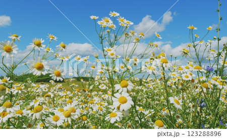 Common Chamomile. Summer Season Nature. Field Of White Flowers Swaying In Wind. Green Field Wildflowers. Field Of White Flowers. Slow motion. Common Chamomile. Summer Season Nature. Field Of White Flowers Swaying In Wind. Green Field Wildflowers. Field Of White Flowers. Slow motion. 123288896