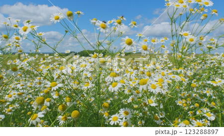 Europe Nature And Biology In Summer Evening. Environmental Conservation. Beautiful Summer Day Over Field. Beautiful Natural Landscape. Slow motion. 123288897