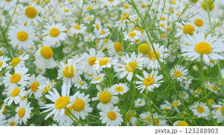 Delicate Field Are Swaying In Wind. Chamomiles Flowers And Green Grass On A Summer Meadow. Field Of Chamomiles At Sunny Day At Nature. Sunny Day. Gimbal Stabilize. Delicate Field Are Swaying In Wind. Chamomiles Flowers And Green Grass On A Summer Meadow. Field Of Chamomiles At Sunny Day At Nature. Sunny Day. Gimbal Stabilize. 123288903
