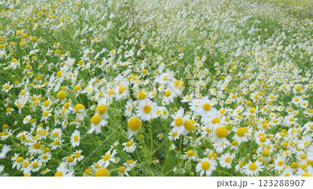 White Flowers In A Field Of Green Grass Sway In Wind At Sunset. Chamomile Flowers Field With Green Grass Against Blue Sky. Wild Field Flowers. Beautiful Flowers. Gimbal Stabilize. 123288907
