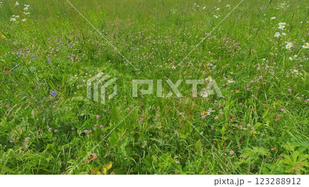 Patricks Day Concept. Flowered Clover. Annual Meadow Green Grass On Lawn In Summer Sunlight Sunshine. Native To Europe And Western Asia. Steadicam Shot. 123288912