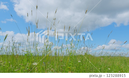 Wind Gently Sways Grass Stalks. Field In Summer With Tall Grass. Spring Morning In Nature. Tranquil Field. Summer On Lawn. Wide shot. Wind Gently Sways Grass Stalks. Field In Summer With Tall Grass. Spring Morning In Nature. Tranquil Field. Summer On Lawn. Wide shot. 123288915