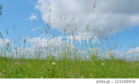 Lush Green Grass. Tall Grass Sways Gently In Warm Summer Breeze. Warm Glow Of A Setting Sun Filters Through A Meadow Of Tall Grasses. Wide shot. Lush Green Grass. Tall Grass Sways Gently In Warm Summer Breeze. Warm Glow Of A Setting Sun Filters Through A Meadow Of Tall Grasses. Wide shot. 123288916