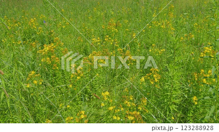 Hypericum Perforatum, Known As Perforate St John S-Wort. Species Of Genus Hypericum. Close Up. Hypericum Perforatum, Known As Perforate St John S-Wort. Species Of Genus Hypericum. Close Up. 123288928