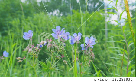 Lush Green Grass. Tall Grass Sways Gently In Warm Summer Breeze. Warm Glow Of A Setting Sun Filters Through A Meadow Of Tall Grasses. Close Up. 123288930