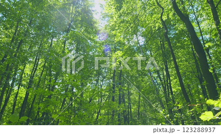 Summer Summer Nature On A Sunny Day. Beautiful Forest With Green Leaves. Green Foliage Of Trees With Afternoon Sun. Gimbal Stabilize. 123288937