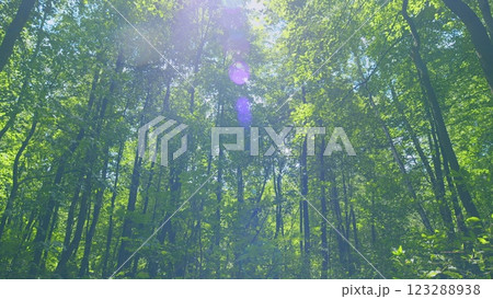 Foliage Of Magnificent Green Tree. Lush Green Foliage And Afternoon Sun. Walking Through Forest With Large Green Trees. Gimbal Stabilize. Foliage Of Magnificent Green Tree. Lush Green Foliage And Afternoon Sun. Walking Through Forest With Large Green Trees. Gimbal Stabilize. 123288938