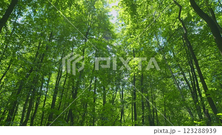 Forest Is A Natural Resource And Place For Recreation. Rich Green Leaves Of A Tree Waving. Travel Vacation Nature Concept. Gimbal Stabilize. Forest Is A Natural Resource And Place For Recreation. Rich Green Leaves Of A Tree Waving. Travel Vacation Nature Concept. Gimbal Stabilize. 123288939