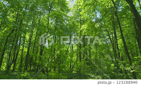 Beautiful Summer Morning In Forest. Moving In Summer Forest. Beautiful Sunny Morning In Green Forest. Green Trees In Forest. Gimbal Stabilize. Beautiful Summer Morning In Forest. Moving In Summer Forest. Beautiful Sunny Morning In Green Forest. Green Trees In Forest. Gimbal Stabilize. 123288940