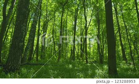 Vibrant Green Grass Close-Up. Green Grass Macro Sun Shines Through Leaves. Saving Ecosystems Concept. Gimbal Stabilize. Vibrant Green Grass Close-Up. Green Grass Macro Sun Shines Through Leaves. Saving Ecosystems Concept. Gimbal Stabilize. 123288953