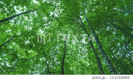 Beautiful Summer Morning In Forest. Moving In Summer Forest. Moves slowly. 123288966