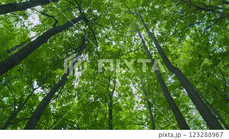 Crawl Through A Green Deciduous Forest. Trees With Sunlight Morning. Walking Through Forest. Wooded Environment Beauty With Bare Deciduous Trees. Moves slowly. Crawl Through A Green Deciduous Forest. Trees With Sunlight Morning. Walking Through Forest. Wooded Environment Beauty With Bare Deciduous Trees. Moves slowly. 123288967