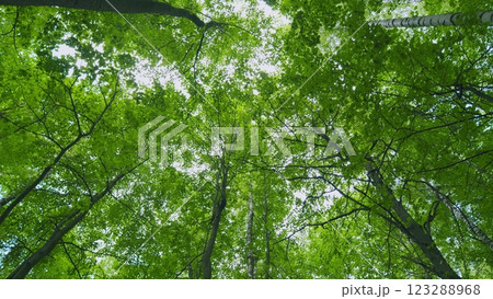 Summer Sunny Forest. Summer Background. Trees With Shadows And Sunshine. Moves slowly. Summer Sunny Forest. Summer Background. Trees With Shadows And Sunshine. Moves slowly. 123288968