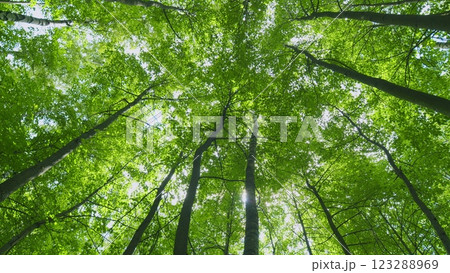 Deciduous Trees In Summer Season. Smoothly Moving Between Trees. Moves slowly. 123288969