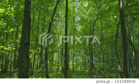 Fresh Green Leaves On A Tree Sway In Wind. Summer Sun Tree Branch Background Nature Landscape. Summer In European Nature. Gimbal shot. 123289016
