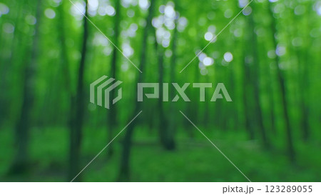 Summer Summer Nature On A Sunny Day. Beautiful Forest With Green Leaves. Green Foliage Of Trees With Afternoon Sun. Gimbal Stabilize. 123289055