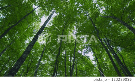 Beautiful Summer Morning In Forest. Moving In Summer Forest. Beautiful Sunny Morning In Green Forest. Green Trees In Forest. Gimbal Stabilize. Beautiful Summer Morning In Forest. Moving In Summer Forest. Beautiful Sunny Morning In Green Forest. Green Trees In Forest. Gimbal Stabilize. 123289059