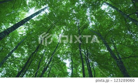Beautiful Colorful Summer Season. Young Green Foliage In Park. Fresh Green Tree With Beautiful Sunlight. Green Wood. Gimbal Stabilize. Beautiful Colorful Summer Season. Young Green Foliage In Park. Fresh Green Tree With Beautiful Sunlight. Green Wood. Gimbal Stabilize. 123289060