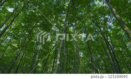 Travel Vacation Nature Concept. Green Forest In Rays Of Rising Sun. Beautiful Canopy. Beautiful Summer Morning In Forest. Gimbal Stabilize. 123289093