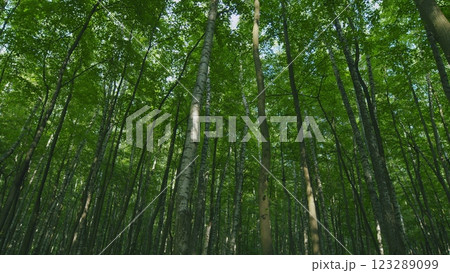 Summer Summer Nature On A Sunny Day. Beautiful Forest With Green Leaves. Green Foliage Of Trees With Afternoon Sun. Wide shot. 123289099