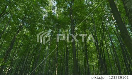 Forest Is A Natural Resource And Place For Recreation. Rich Green Leaves Of A Tree Waving. Travel Vacation Nature Concept. Wide shot. 123289101