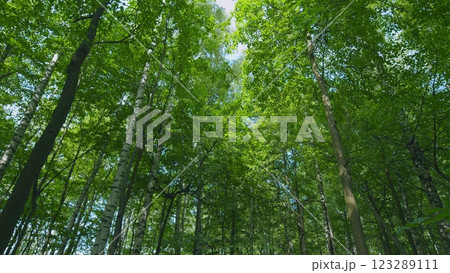 Summer Sunny Forest. Summer Background. Trees With Shadows And Sunshine. Steadicam Shot. Summer Sunny Forest. Summer Background. Trees With Shadows And Sunshine. Steadicam Shot. 123289111