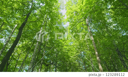 Deciduous Trees In Summer Season. Smoothly Moving Between Trees. Steadicam Shot. Deciduous Trees In Summer Season. Smoothly Moving Between Trees. Steadicam Shot. 123289112