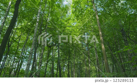 Wild Forest Illuminated By Shining Rays Of Sun. Beautiful Sunlight In Forest. Steadicam Shot. 123289113