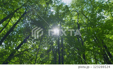 Deciduous Trees In Summer Season. Smoothly Moving Between Trees. Steadicam Shot. Deciduous Trees In Summer Season. Smoothly Moving Between Trees. Steadicam Shot. 123289124